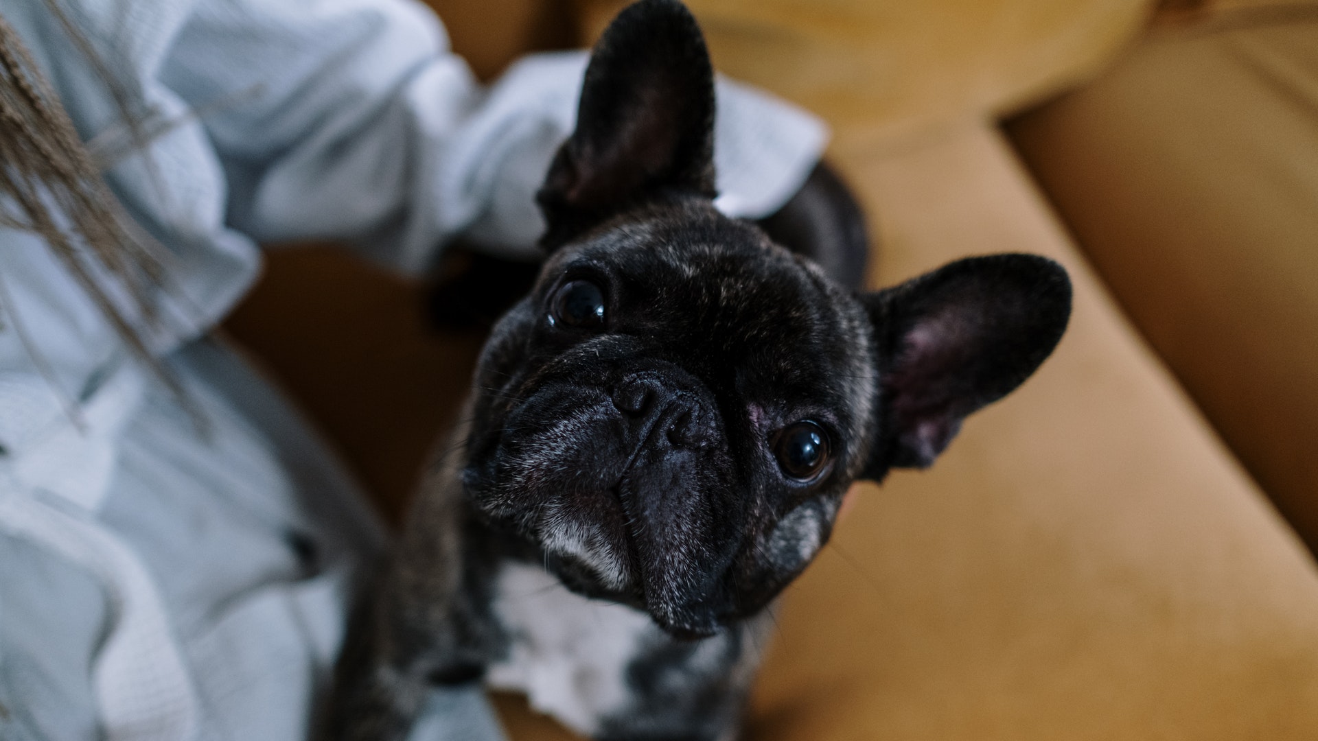 Why do Some Breeds of Dogs Snuffle and Snort? I Pettable I ESA Experts